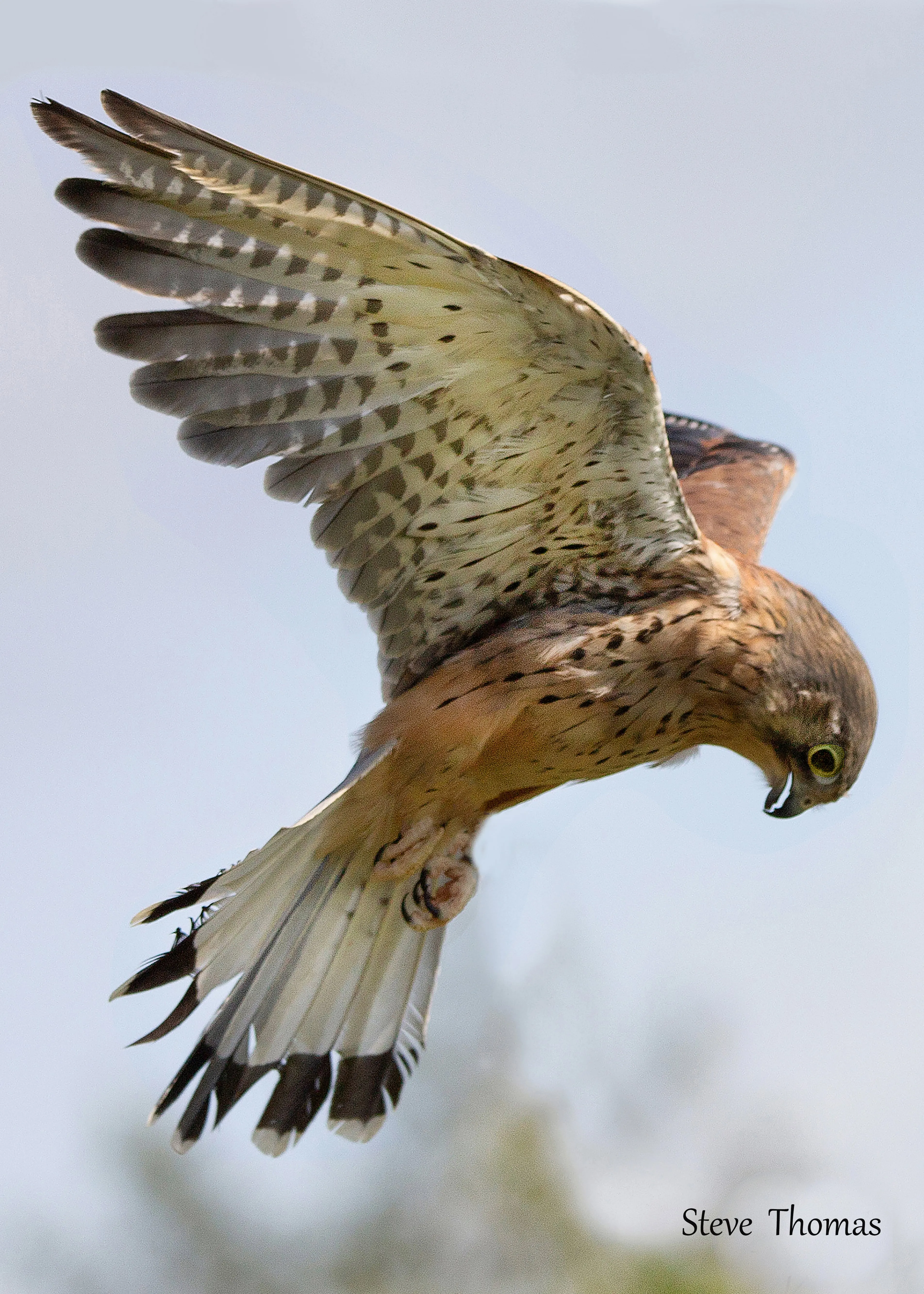 British Bird Photography Success